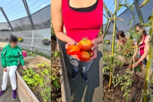 Jardin de l'UMD, tomates